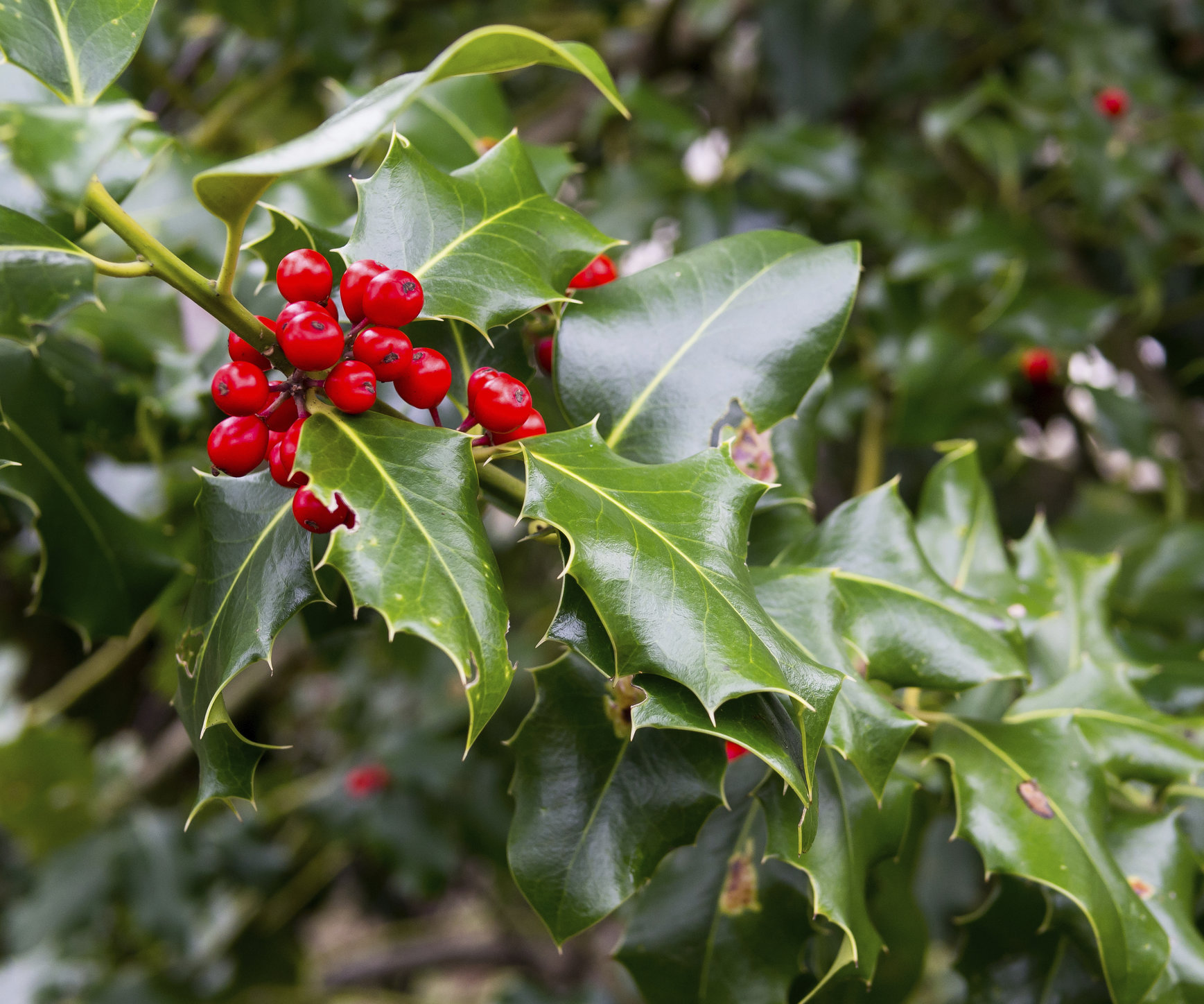 4 Top Types of Holly For Christmas - Atlantic Maintenance Group