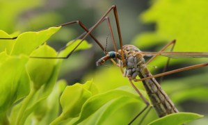 Mosquitoes carry dangerous diseases and should be avoided as much as possible in the summer months. Find out how you can deter them within your landscaping.