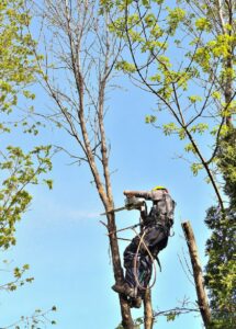 atlantic maintenance group Commercial Tree Services